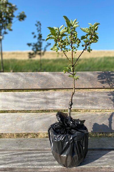 Herdenkboompje